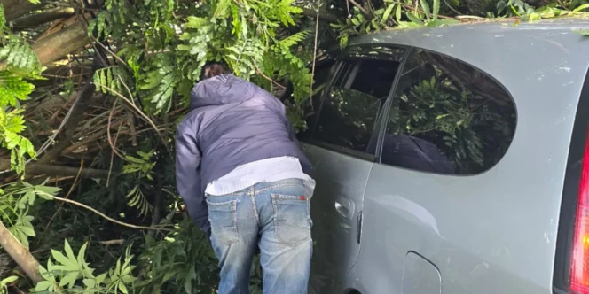 
					Pohon Besar Tumbang Menimpa 1 Unit Mobil Di Kota Batu, Akibatkan Lalu Lintas Tersendat