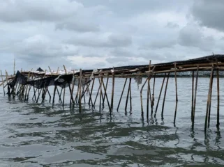 Pagar Laut (Foto : Istimewa)