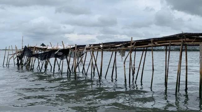 Pagar Laut (Foto : Istimewa)