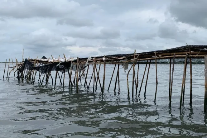 
					Pagar Laut (Foto : Istimewa)