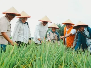 Deputi Bidang Koordinasi Keterjangkauan dan Keamanan Pangan Dr. Ir. Nani Hendiarti, M.Sc. saat meninjau perkembangan lokasi pilot project program Tampan yang diinisiasi PTPN IV di Kabupaten Siak, Provinsi Riau,. (Foto : ist)