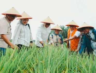 Deputi Bidang Koordinasi Keterjangkauan dan Keamanan Pangan Dr. Ir. Nani Hendiarti, M.Sc. saat meninjau perkembangan lokasi pilot project program Tampan yang diinisiasi PTPN IV di Kabupaten Siak, Provinsi Riau,. (Foto : ist)