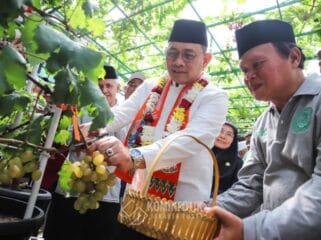 Wali Kota Jakarta Pusat Arifin saat mengahdiri Panen anggur (Foto : Kominfotik Pemkot Jakpus)