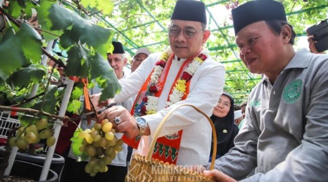 Wali Kota Jakarta Pusat Arifin saat mengahdiri Panen anggur (Foto : Kominfotik Pemkot Jakpus)