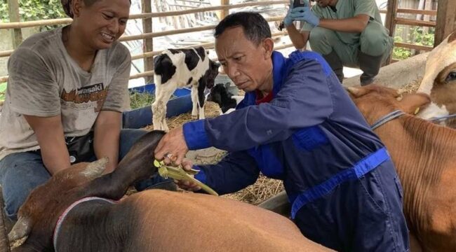 salah seorang petugas saat memberikan Vaksin PMK kepada hewan ternak (Foto : Diskominfo Pemkot Tangerang)