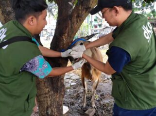 Petugas DKP Kota Tangerang saat memeriksa kesehatan hewan kurba. (Foto : Diskominfotik Pemkot Tangerang)