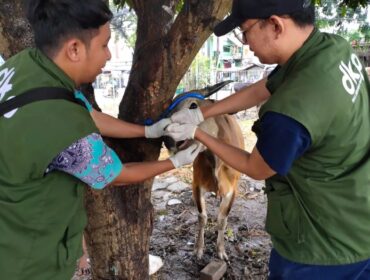 Petugas DKP Kota Tangerang saat memeriksa kesehatan hewan kurba. (Foto : Diskominfotik Pemkot Tangerang)