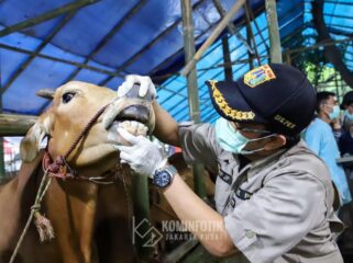 salah seorang petugas Dinas KPKP saat memeriksa Kesehatan hewan Kurban (Foto : Kominfotik Jakpui)