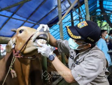 salah seorang petugas Dinas KPKP saat memeriksa Kesehatan hewan Kurban (Foto : Kominfotik Jakpui)