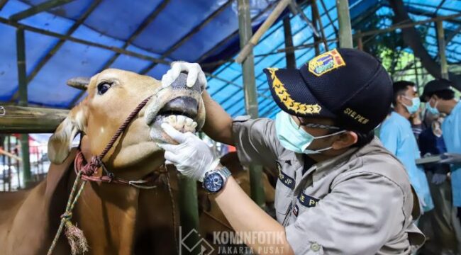 salah seorang petugas Dinas KPKP saat memeriksa Kesehatan hewan Kurban (Foto : Kominfotik Jakpui)