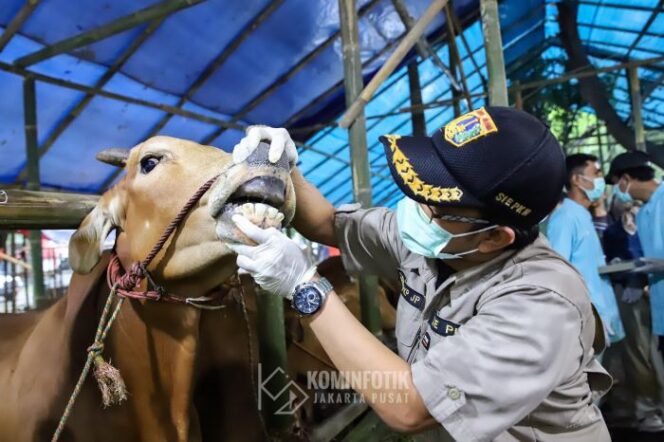 
salah seorang petugas Dinas KPKP saat memeriksa Kesehatan hewan Kurban (Foto : Kominfotik Jakpui)