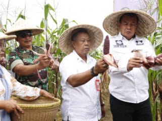 Bupati Tangerang Maesyal Rasyid saat melakukan panen Jagung di Desa Kaliasin, Kecamatan Sukamulya. (Foto : Diskominfo Kab.Tangerang)