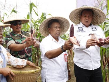 Bupati Tangerang Maesyal Rasyid saat melakukan panen Jagung di Desa Kaliasin, Kecamatan Sukamulya. (Foto : Diskominfo Kab.Tangerang)