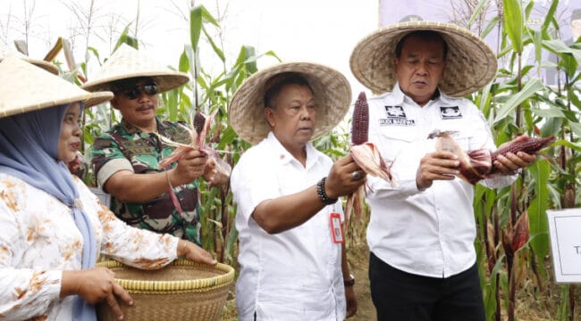 Bupati Tangerang Maesyal Rasyid saat melakukan panen Jagung di Desa Kaliasin, Kecamatan Sukamulya. (Foto : Diskominfo Kab.Tangerang)