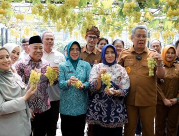 Ketua TP PKK Banten bersama Wali Kota Tangsel memanen buah anggur. (Foto: Istimewa)