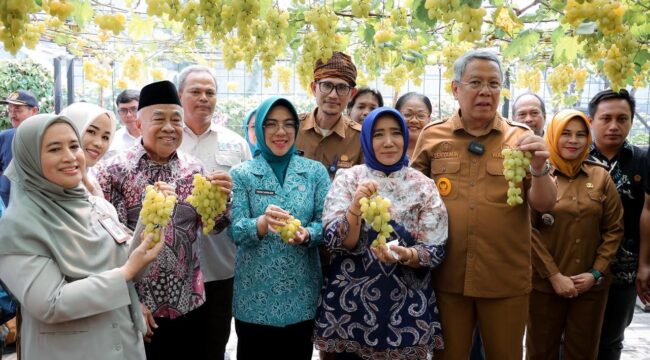 Ketua TP PKK Banten bersama Wali Kota Tangsel memanen buah anggur. (Foto: Istimewa)