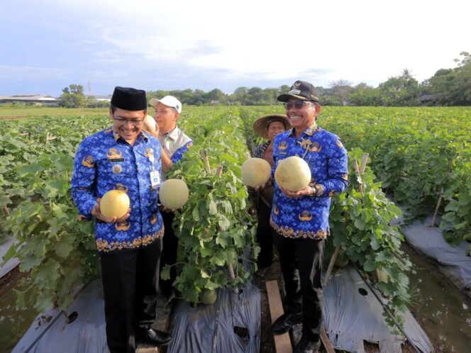 
					Wali Kota Tangerang Panen Bawang dan Melon Bersama Kelompok Tani Batu Sari