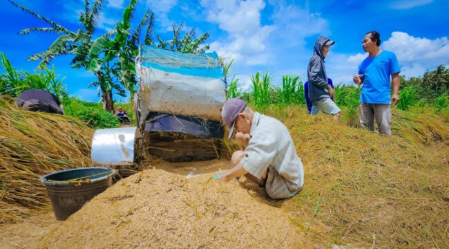 Gabah Anj;ok (Foto: Ist)