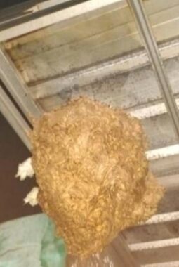 Respon Cepat Aduan Warga, UPT Damkar Ciledug Evakuasi Sarang Tawon Vespa di Ciledug Indah dan Larangan