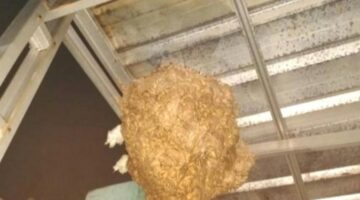 Respon Cepat Aduan Warga, UPT Damkar Ciledug Evakuasi Sarang Tawon Vespa di Ciledug Indah dan Larangan