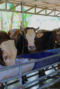 Pemkot Tangsel Perketat Pengawasan Hewan Kurban Jelang Hari Raya Iduladha