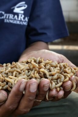 Maggot di TPS CitraRaya Tangerang Olah 320 Kg Sampah Organik Setiap Hari