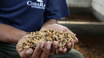 Maggot di TPS CitraRaya Tangerang Olah 320 Kg Sampah Organik Setiap Hari